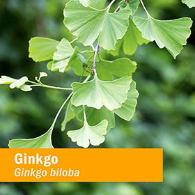 Mesure de l'extrait de Ginkgo Biloba Herb Pharm dans une cuillère