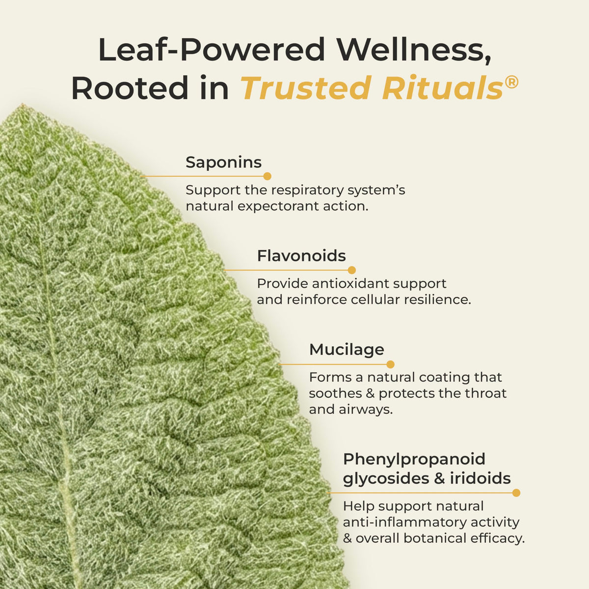 Miel de mullein TRUSTED RITUALS sur un fond blanc