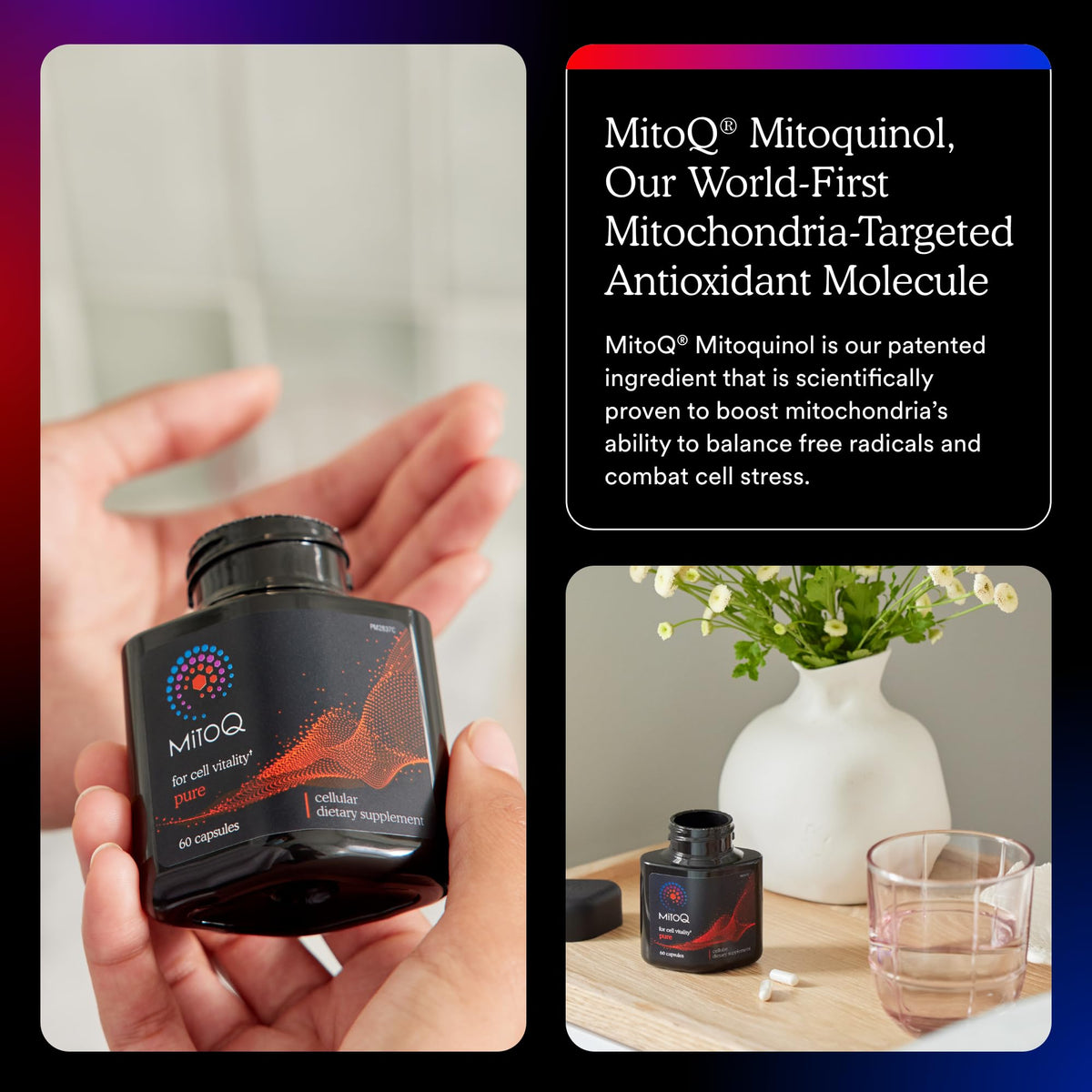 MitoQ capsule ouverte montrant le contenu