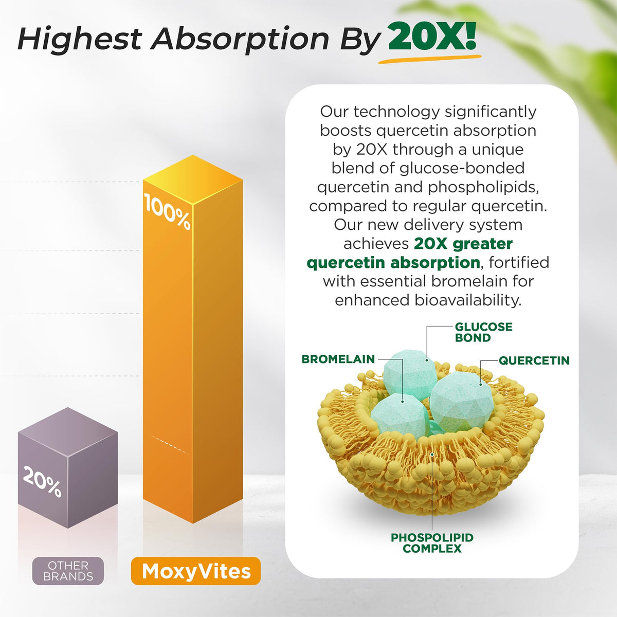 MoxyVites Quercétine 500mg capsules en gros plan