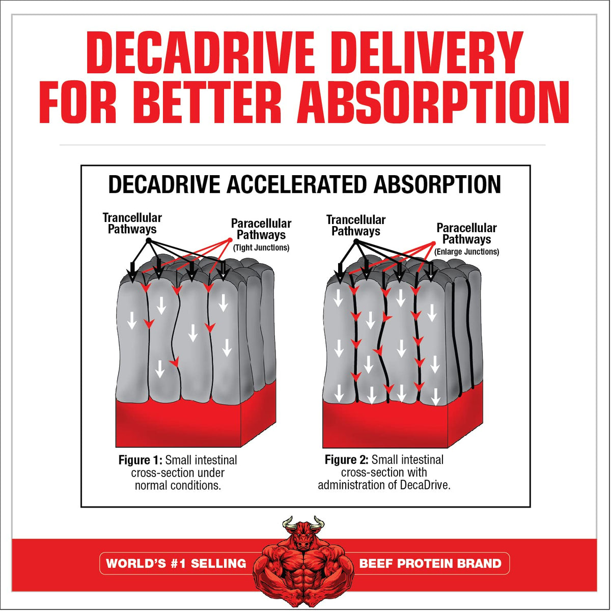 MuscleMeds Amino Decanate 384g avec une cuillère doseuse à côté