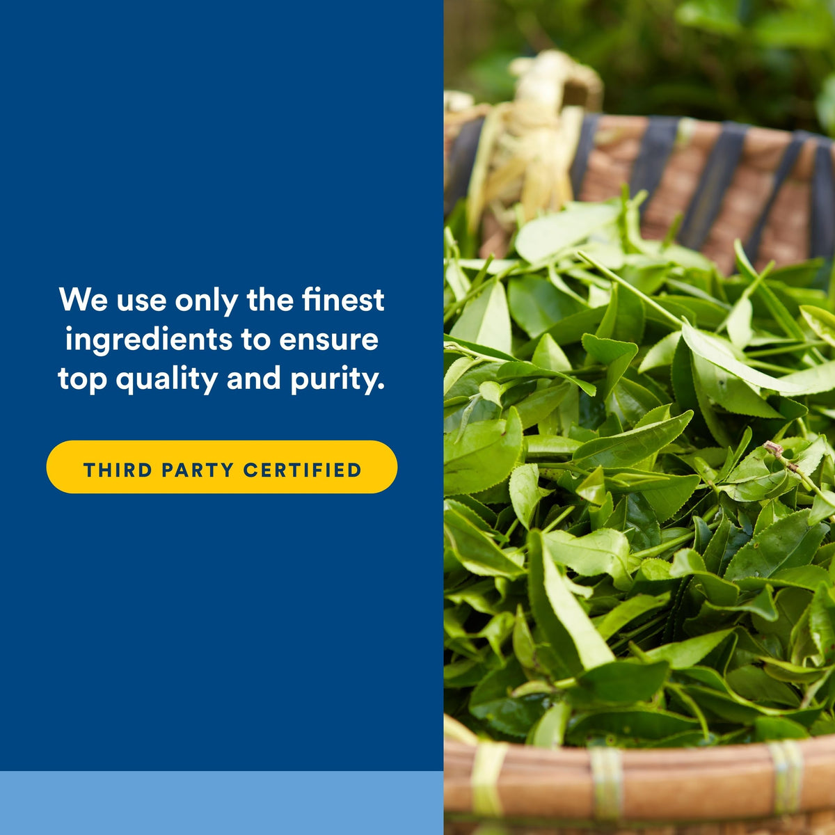 Natural Factors AndroSense T-Correct 60 Veg Caps - capsules sur une surface blanche