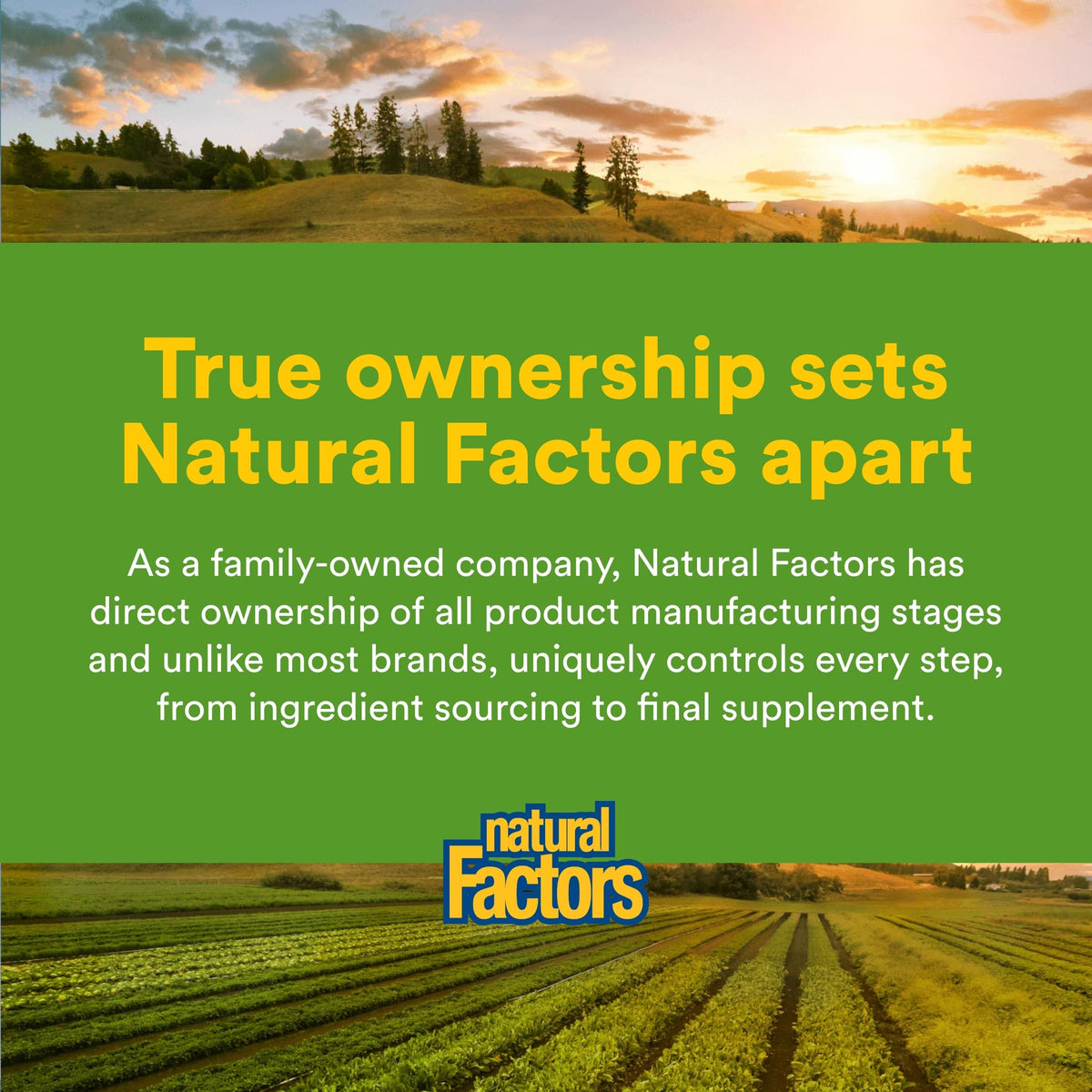Natural Factors Complément Alimentaire Gingembre 500 mg 90 Comprimés - présentation en lifestyle