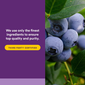 Natural Factors Concentré de Myrtille Super Force 500 mg étiquette arrière