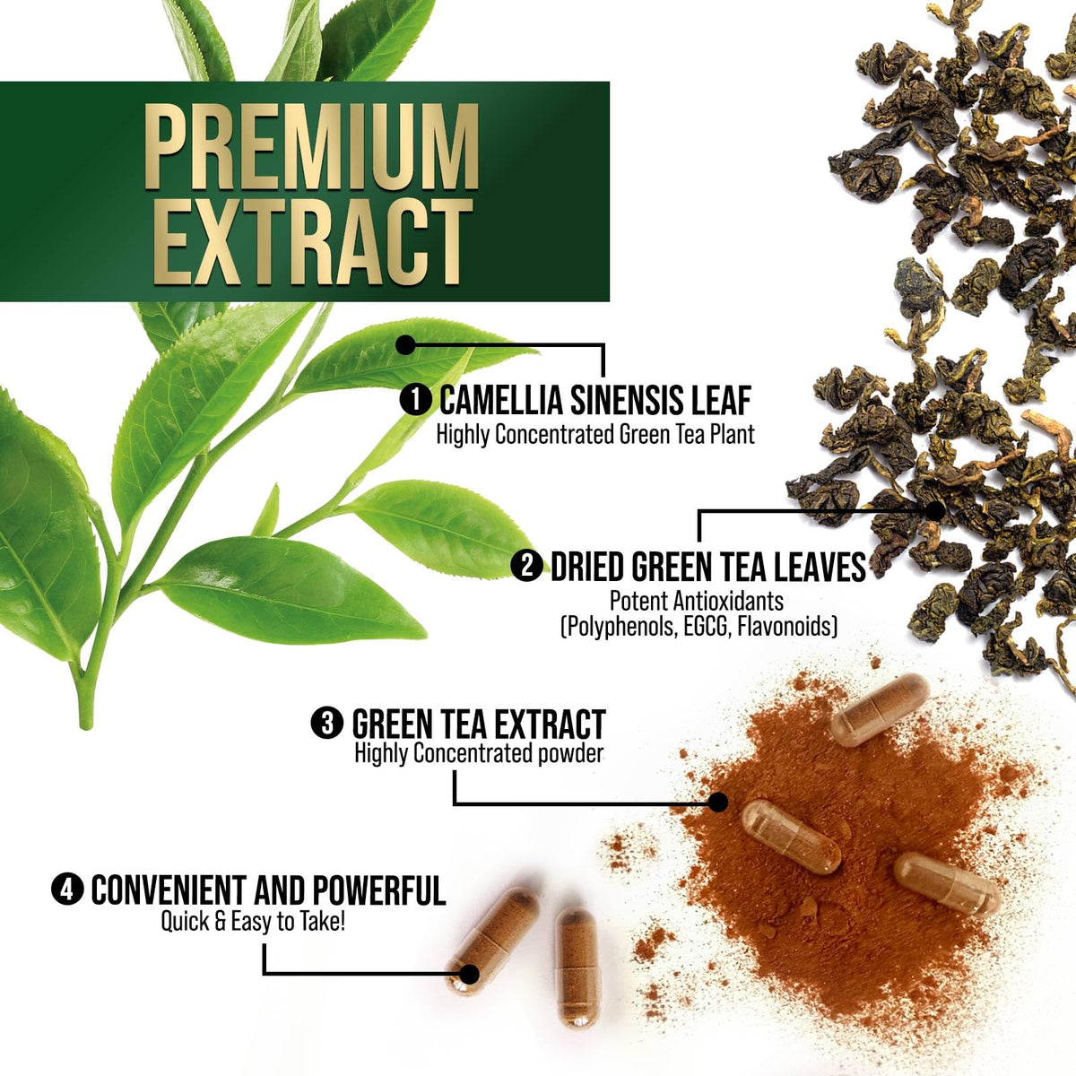 Nature's Nutrition Extrait de Thé Vert 1000 mg en main