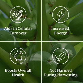 Nature's Sunshine Paw Paw Cell-Reg 180 capsules sur une surface blanche