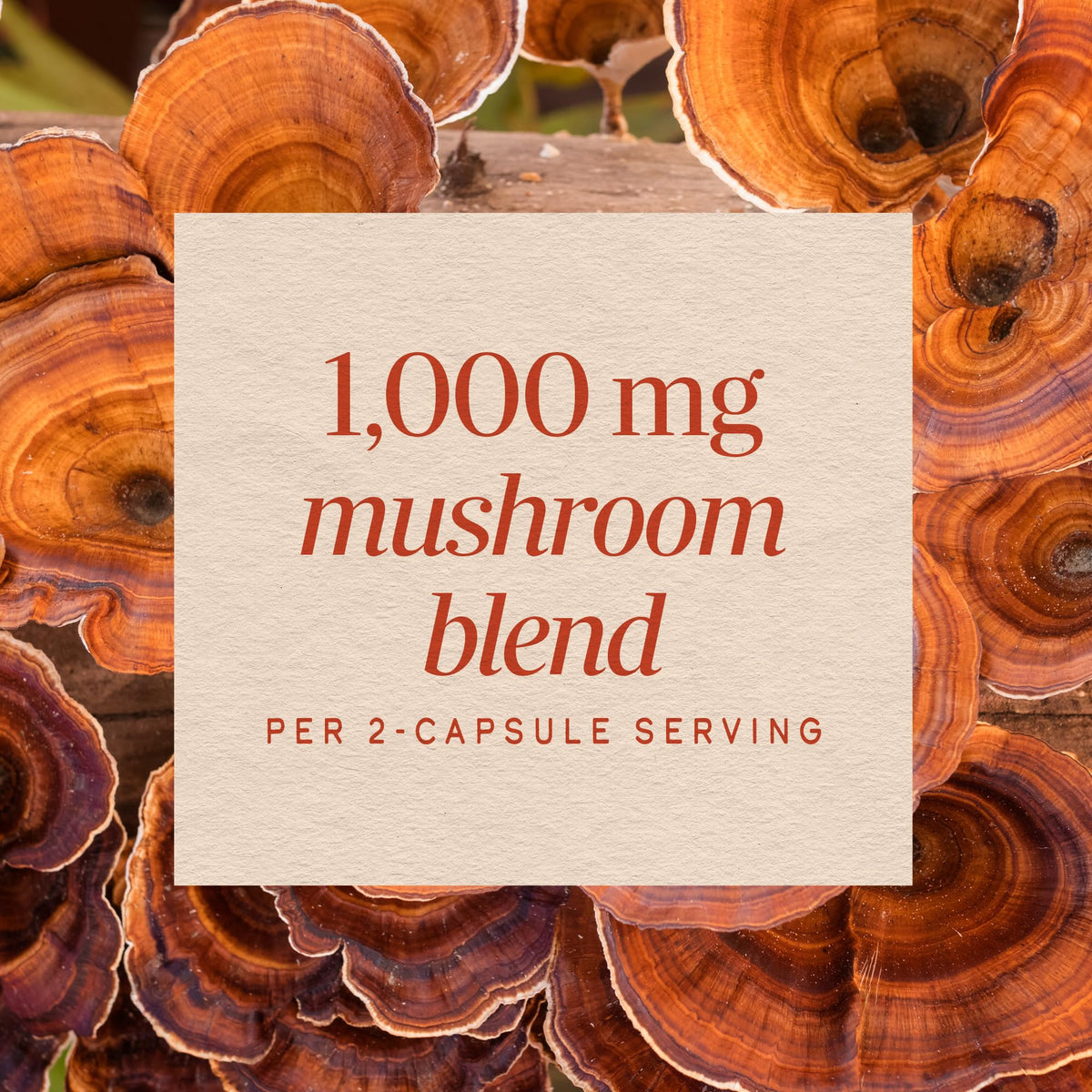 Nature's Way Mélange de 5 Champignons ingrédients