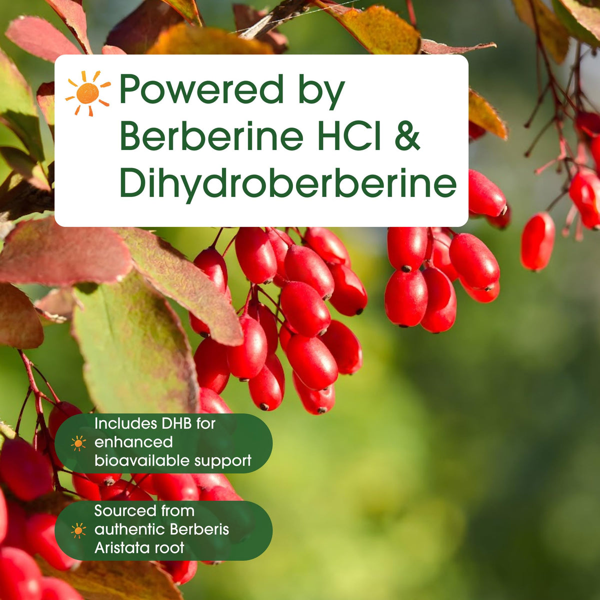NatureBell Dihydroberberine 500mg avec un verre d'eau