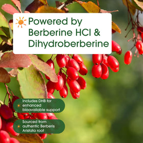 NatureBell Dihydroberberine 500mg avec un verre d'eau