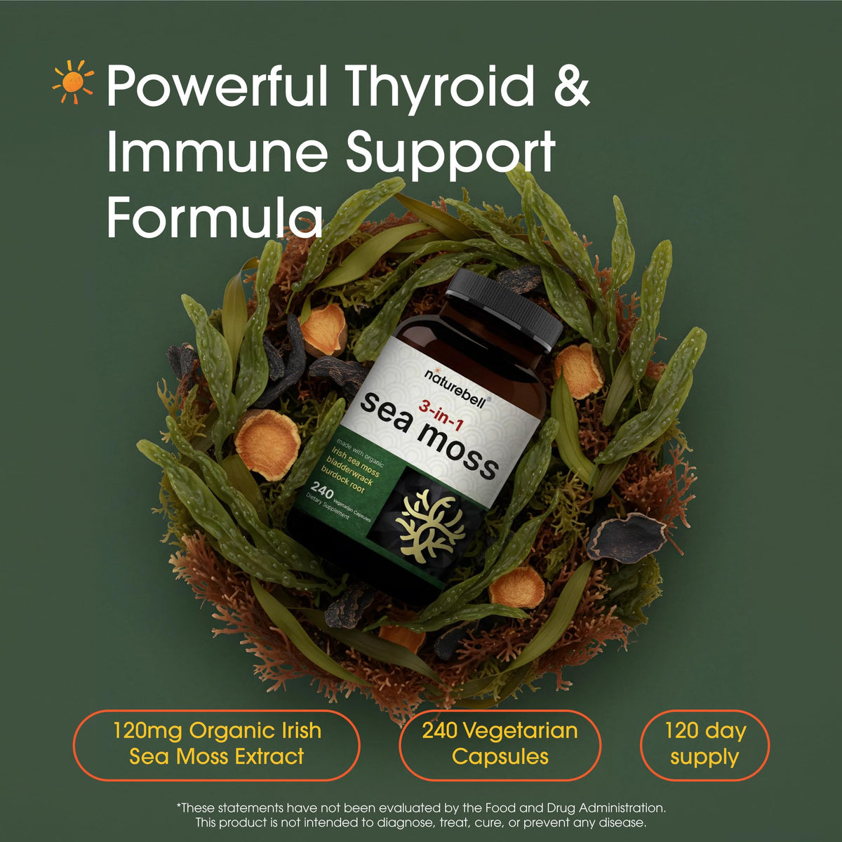 NatureBell Muscade de Mer capsules ouvertes montrant la taille