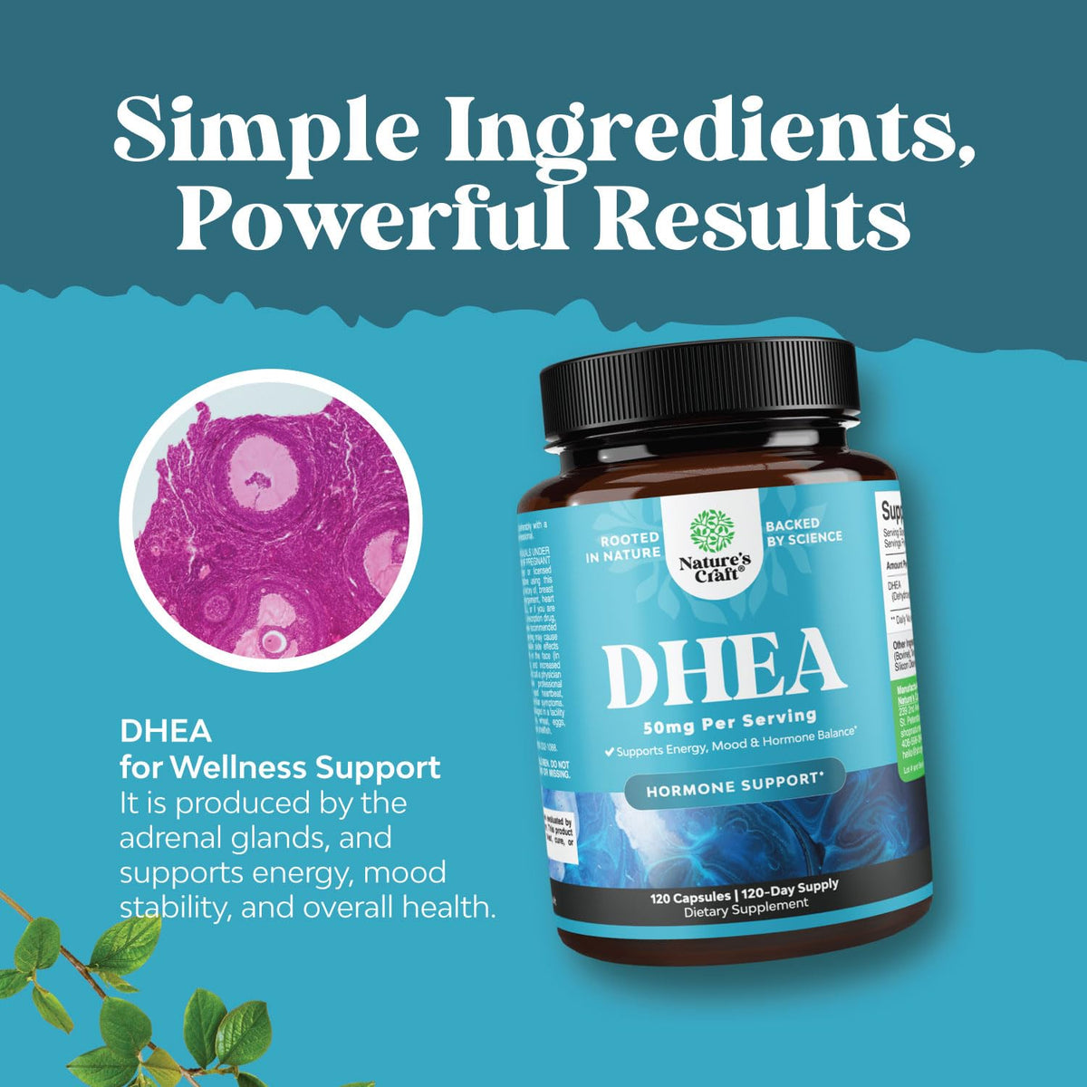 Natures Craft DHEA 50mg bottle with label