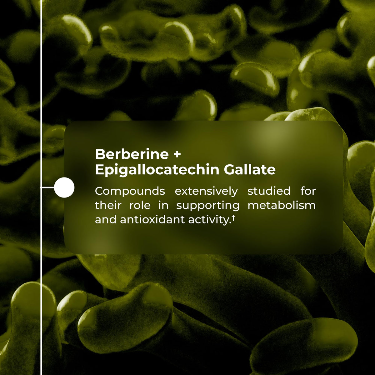 Neurogan Akkermansia Muciniphila Postbiotique, capsules dans un verre
