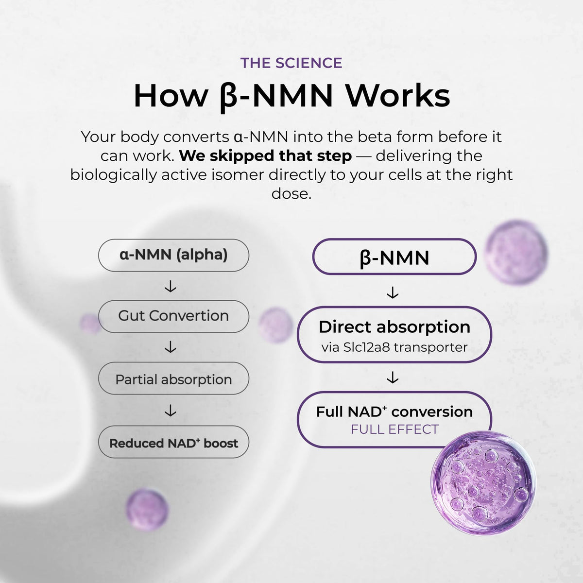 Neurogan Beta NMN 900 mg boîte arrière avec ingrédients