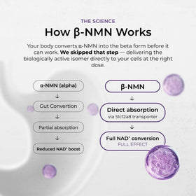 Neurogan Beta NMN 900 mg boîte arrière avec ingrédients