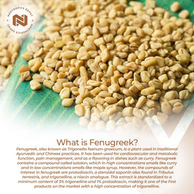 Nootropics Depot Extrait de Fenugrec Capsules 500mg dosage