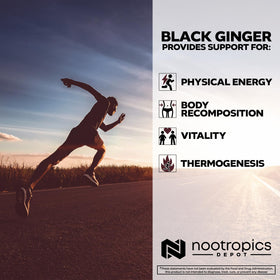 Nootropics Depot Extrait de Gingembre Noir 10% - détails de la composition