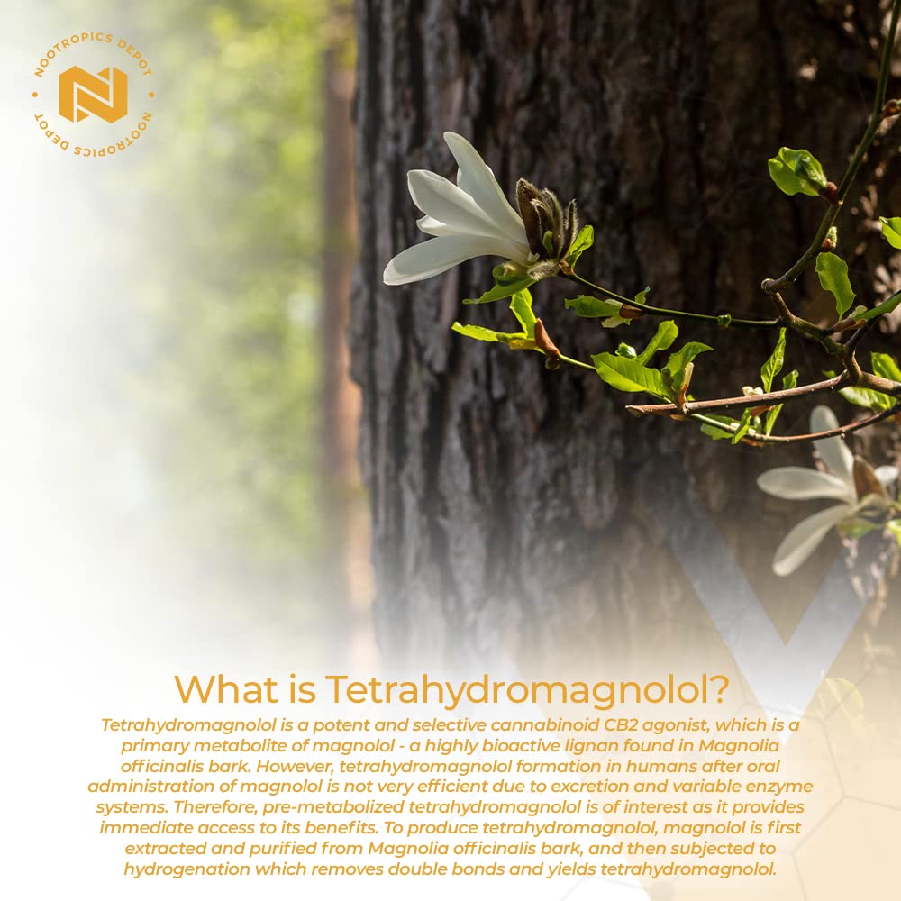 Nootropics Depot Tetrahydromagnolol comprimés avec un verre d'eau