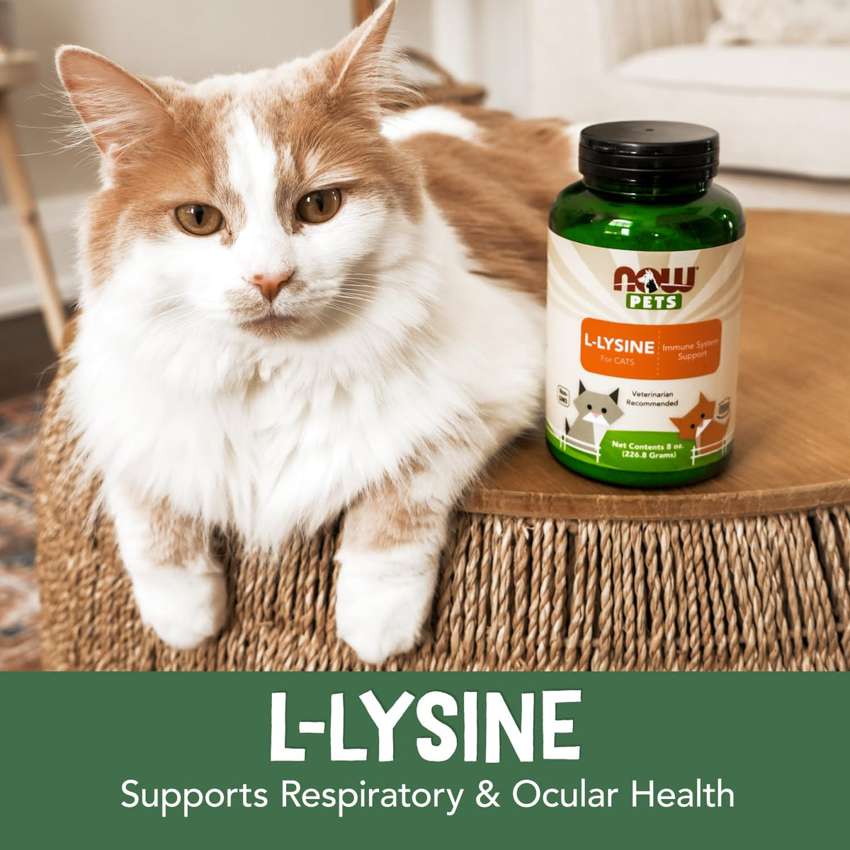 NOW Foods L-Lysine Poudre 290g pour Chats en contexte d'utilisation