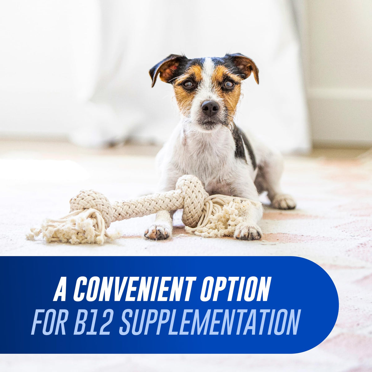 Nutramax Cobalequin vitamine B12 pour chiens et chats, comprimés en gros plan