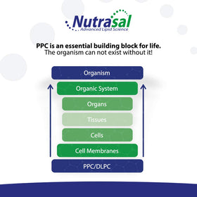 Nutrasal PhosChol 600mg gélules de choline pure en mode de vie actif