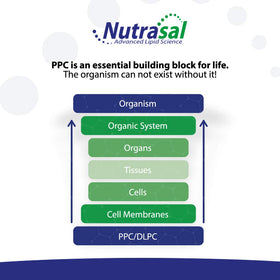 Nutrasal PhosChol PPC 3000mg liquide sur fond neutre