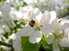 Pain de Abeille 100% Bio à côté d'une cuillère en bois