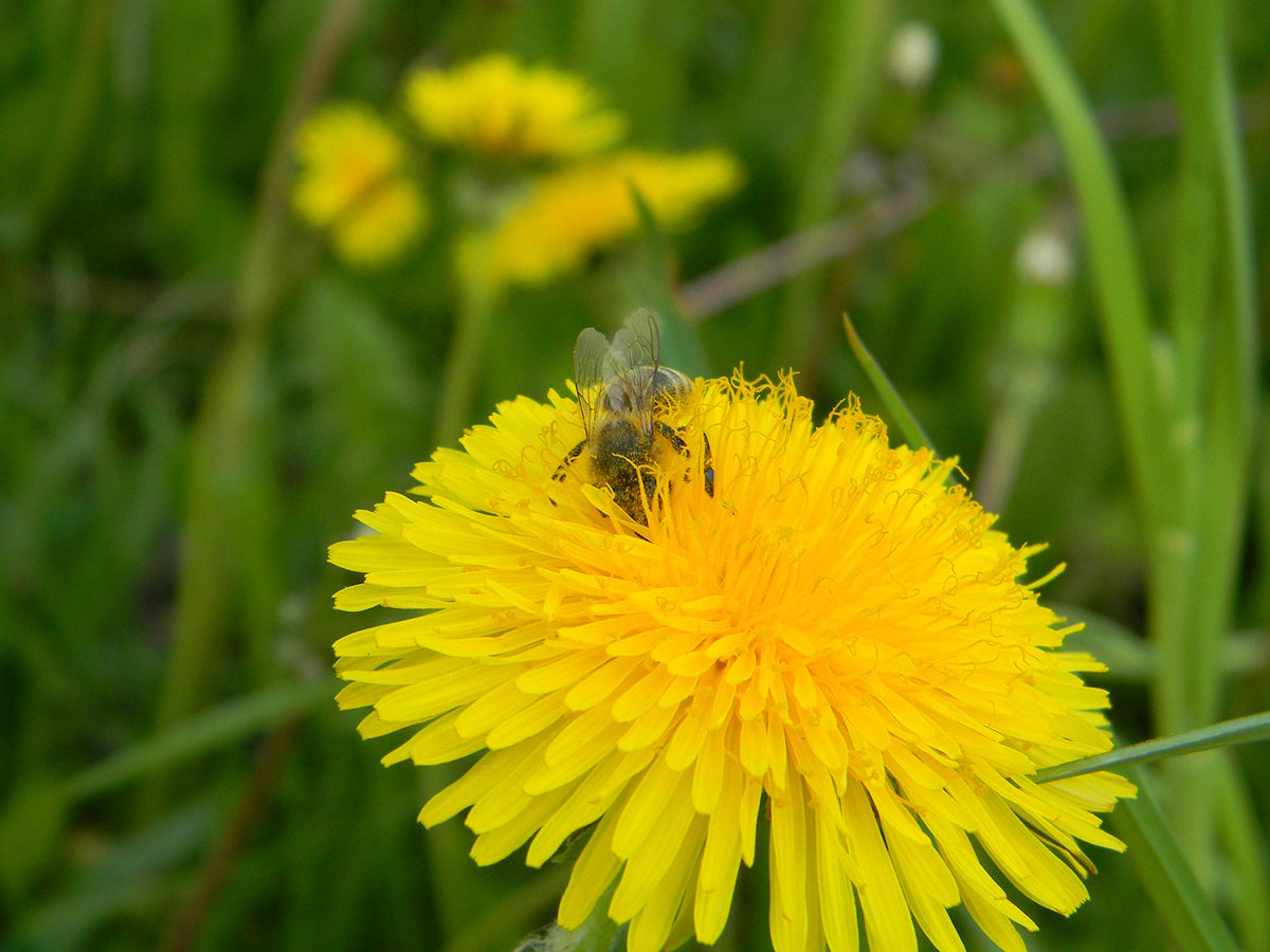 Pain de Abeille 100% Bio avec des fleurs en arrière-plan