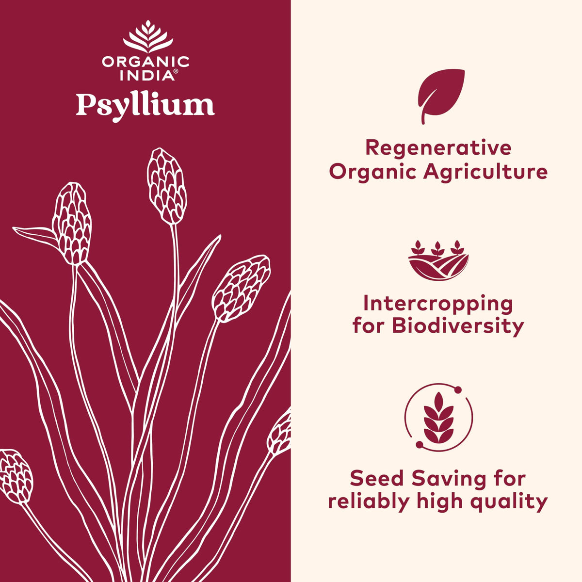 Paquet de poudre de psyllium bio ORGANIC INDIA, étiquette visible