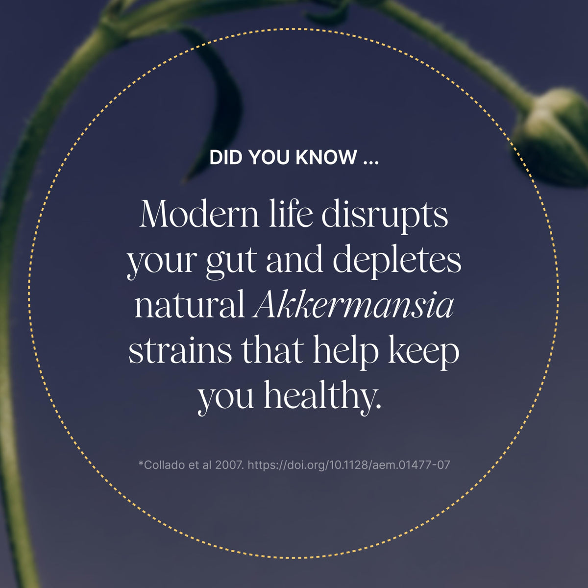 Pendulum Akkermansia Probiotique capsule individuelle