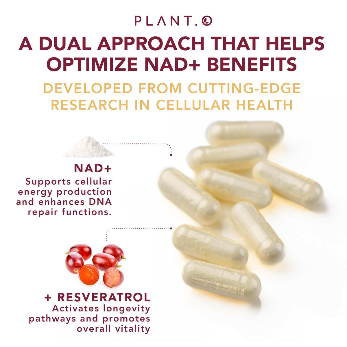 PLANT.O NUTRITION Complément NAD+ 500mg avec Resvératrol dosage recommandé