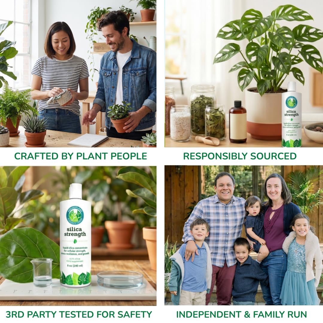 Plante Fiddle Leaf Fig avec des feuilles saines après utilisation de silice