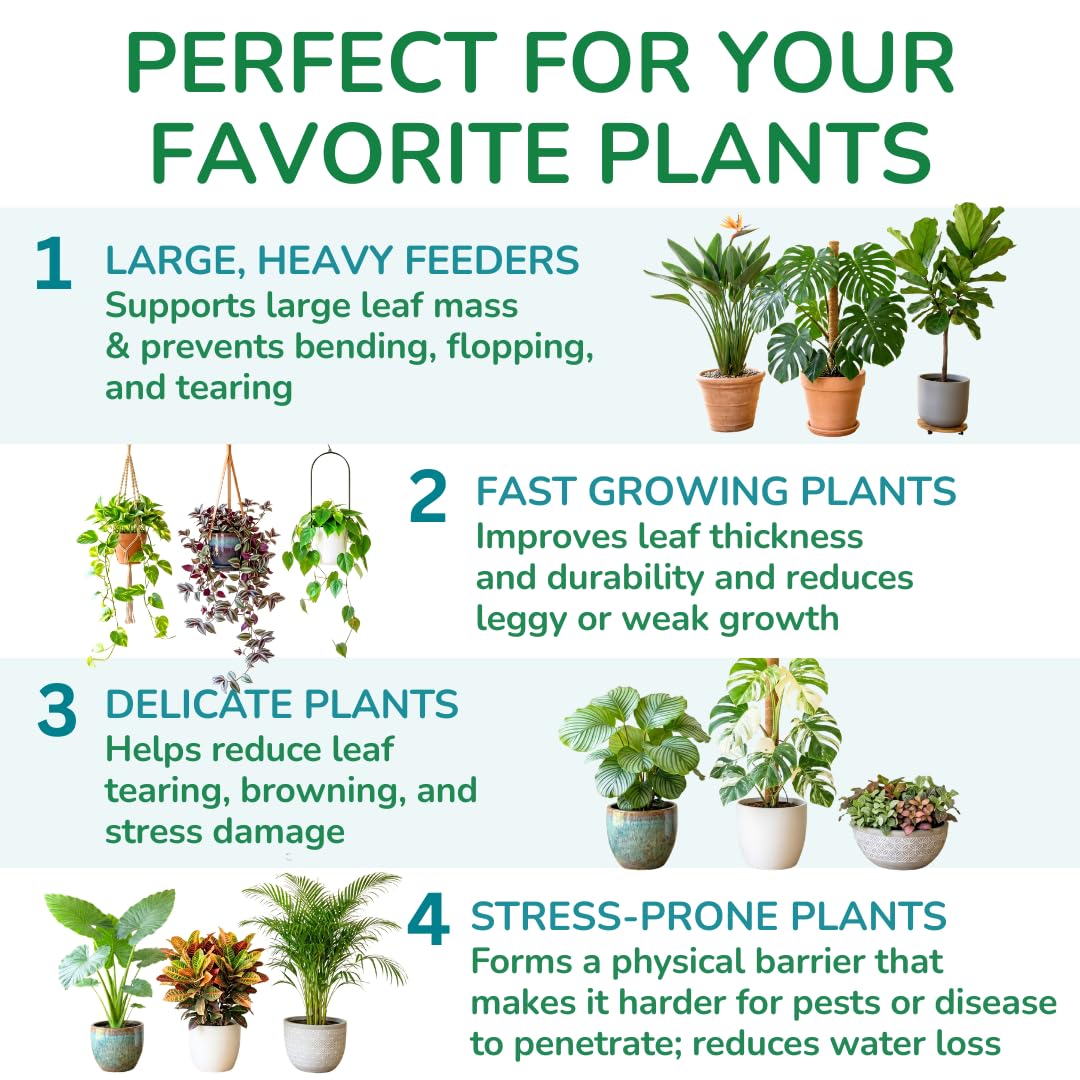 Plante Monstera avec feuilles robustes après traitement à la silice