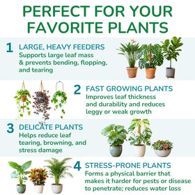 Plante Monstera avec feuilles robustes après traitement à la silice