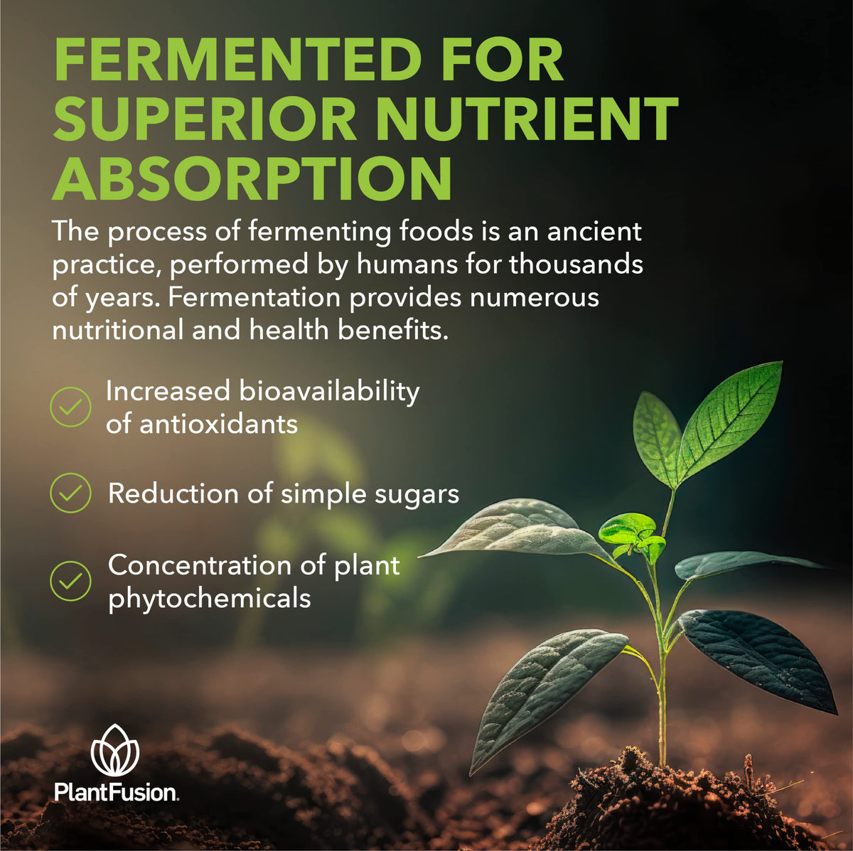 PlantFusion Poudre de Betterave Fermentée Bio 200g dans un bol