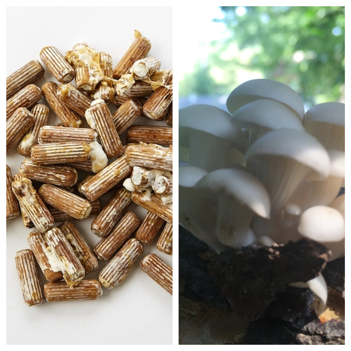 Plug spawn de champignon huître 100 unités avec emballage