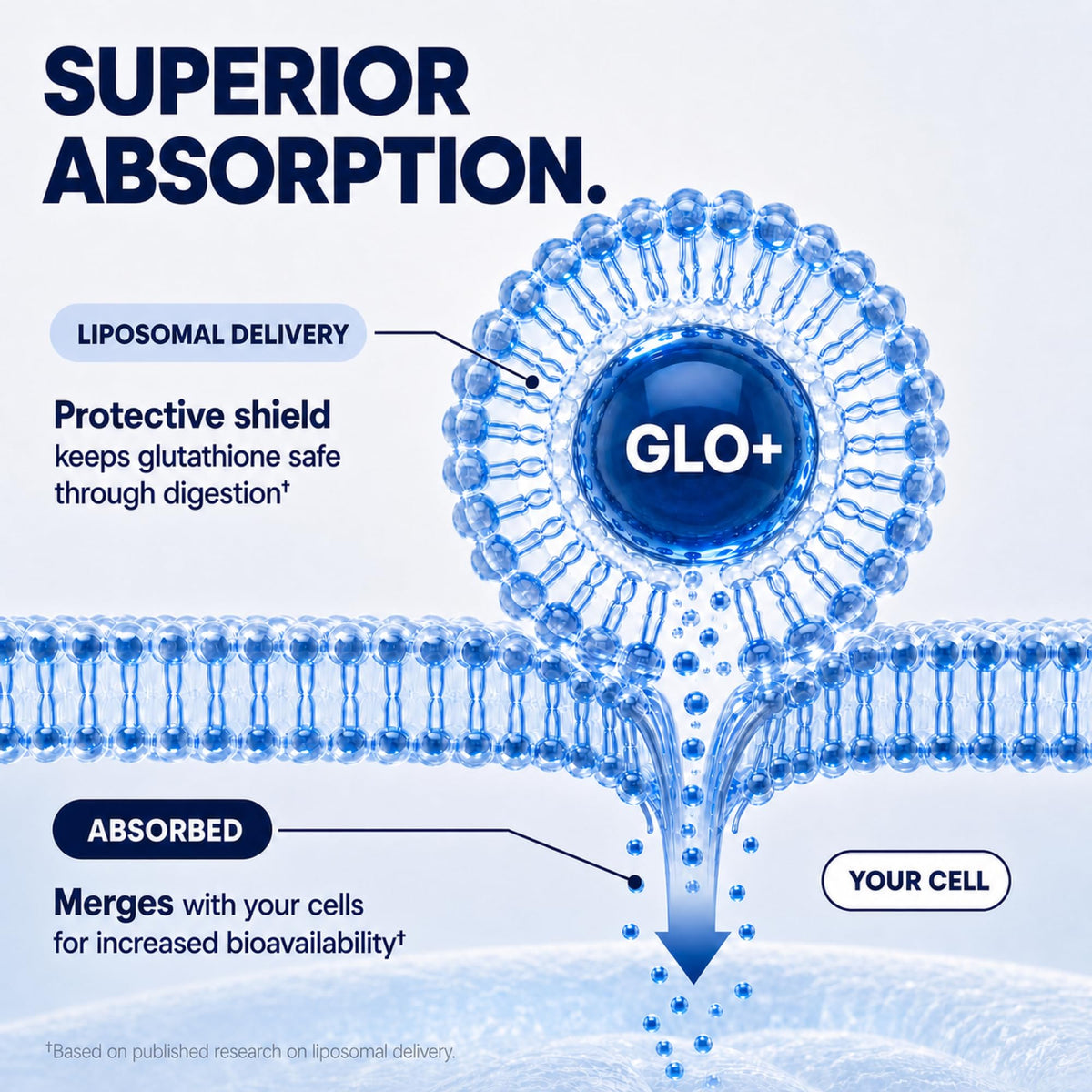 Plus+Ultra Complément Liposomal Glutathione 1150mg avec vitesses de livraison