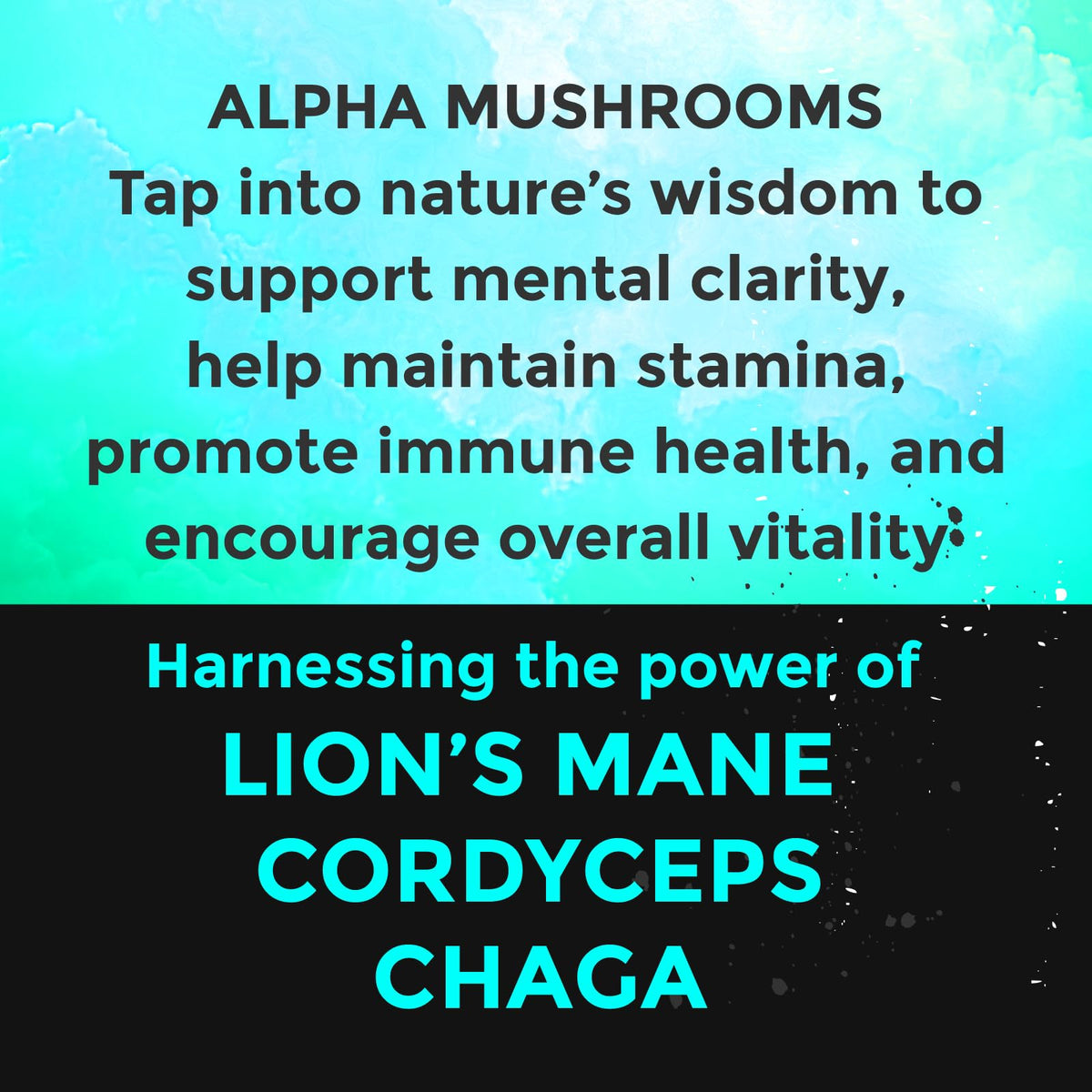 Poche de champignon Chaga, gros plan