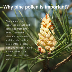Pollen de pin en capsules végétales QIN SHAN TANG