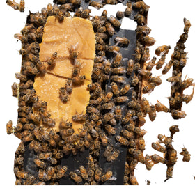 Pollen Patties sur un cadre de ruche