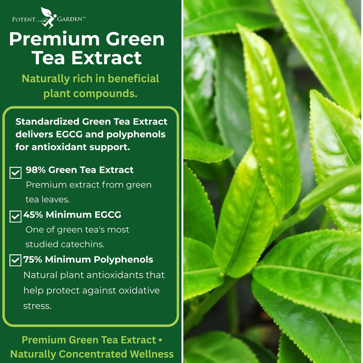 Potent Garden Extrait de Thé Vert 120 Capsules sur une table