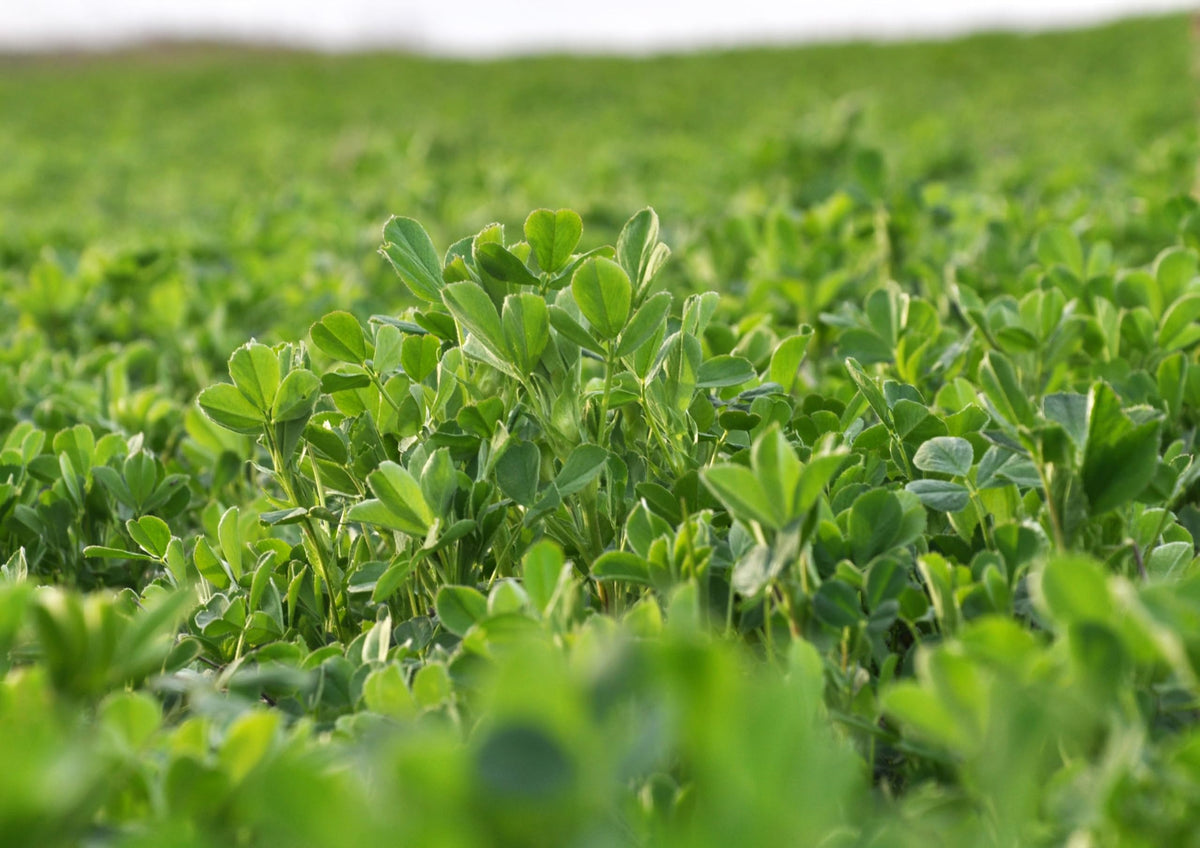 Poudre d'Alfalfa Food to Live utilisée dans des pâtisseries