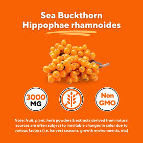 Poudre d'extrait de baies de sureau bio Vitapia ajoutée à un smoothie