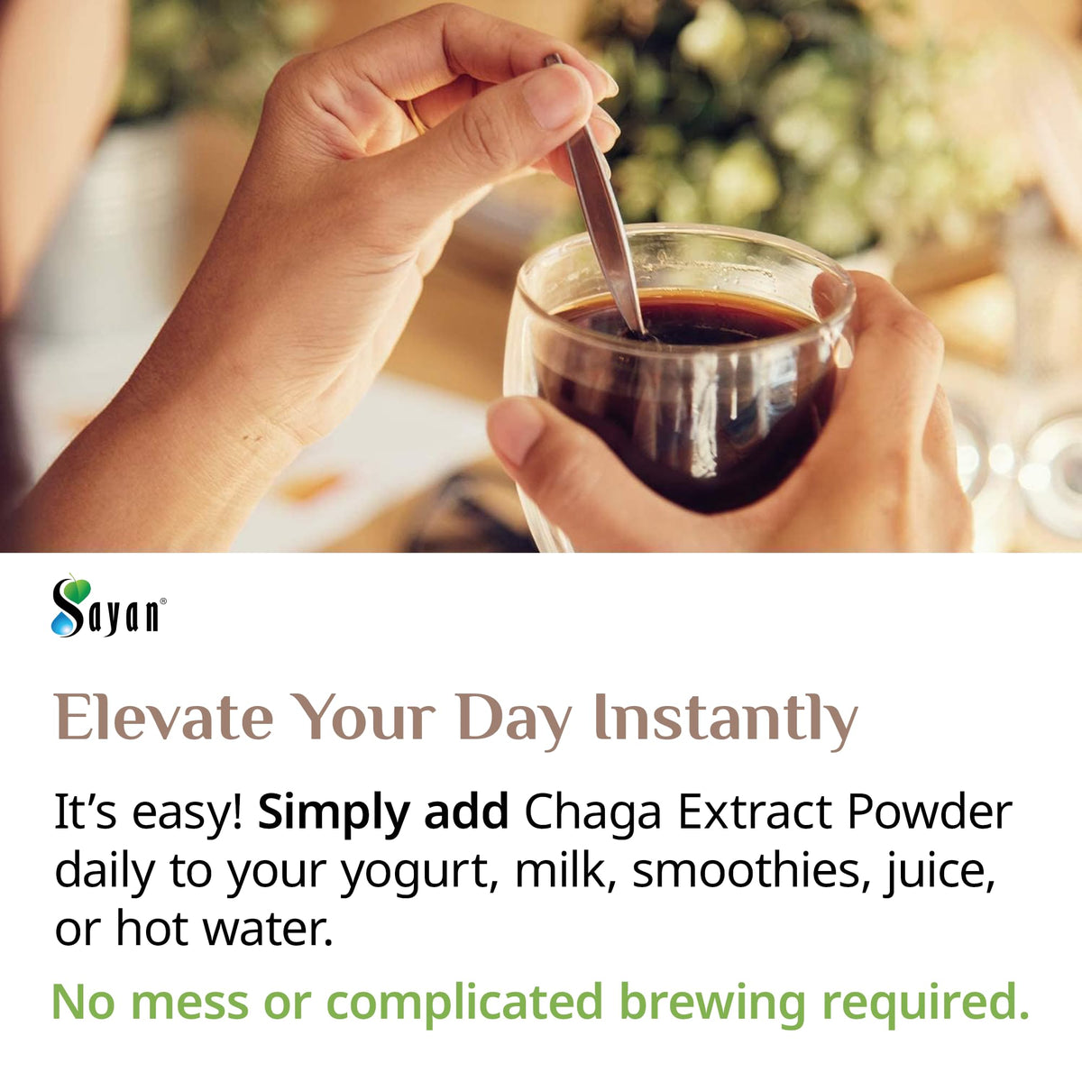 Poudre d'extrait de champignon Chaga Sayan dans un environnement naturel