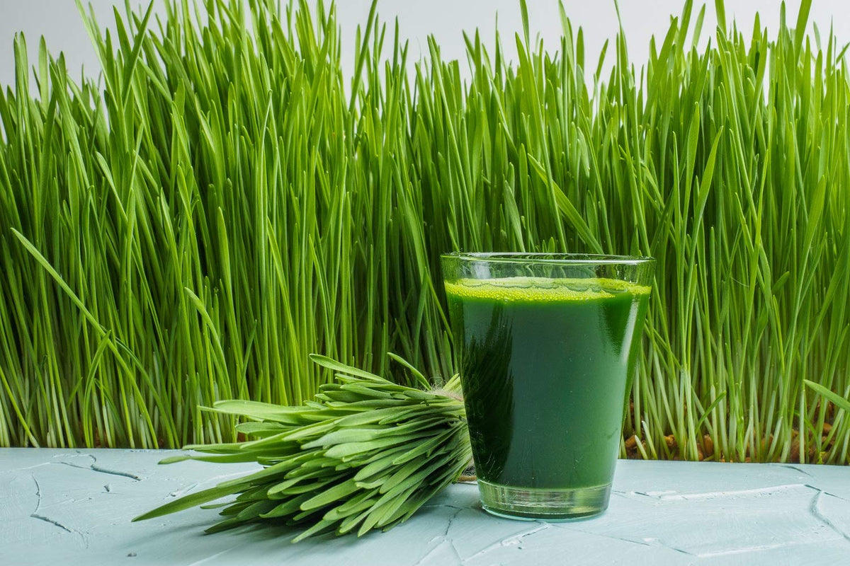 Poudre de blé vert bio Antler Farms dans un bol avec des ingrédients frais