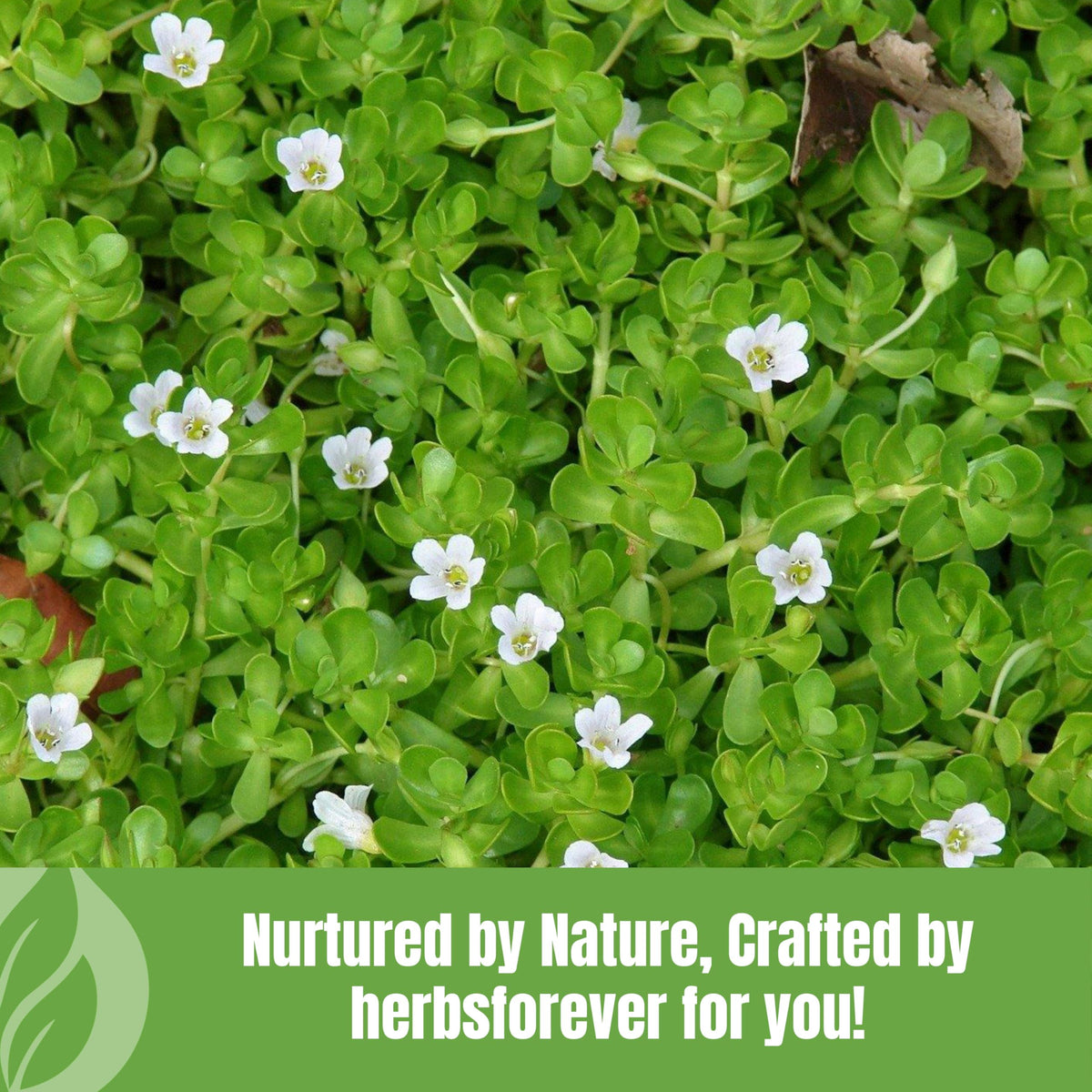 Poudre de Brahmi et accessoires de cuisine