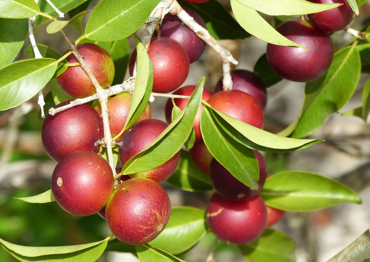 Poudre de camu camu bio Food to Live en usage dans un smoothie