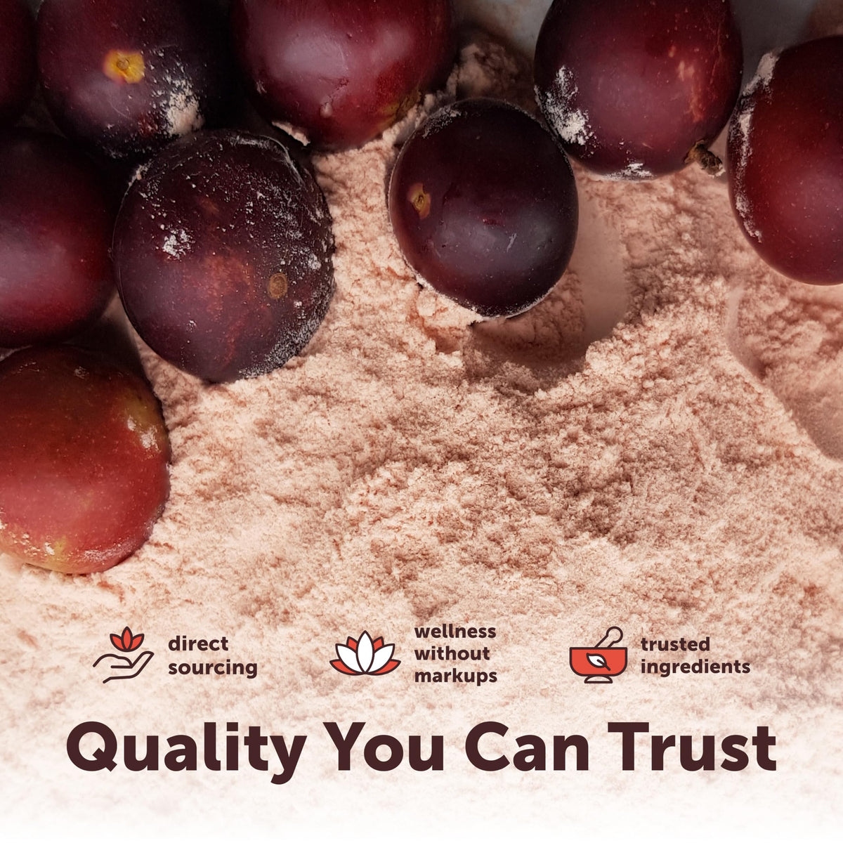 Poudre de camu camu bio sur une cuillère