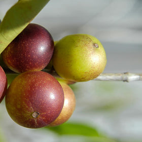 Poudre de Camu Camu PURE ORIGINAL INGREDIENTS dans un bol