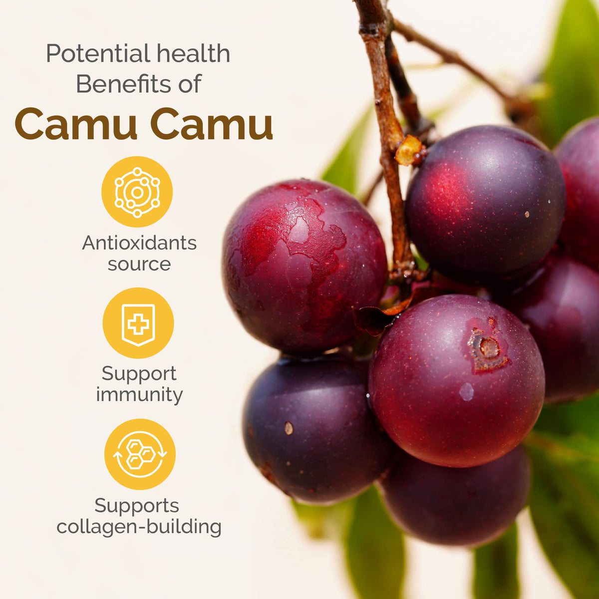 Poudre de Camu Camu Zint sur une table en bois