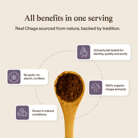 Poudre de Chaga avec des champignons frais